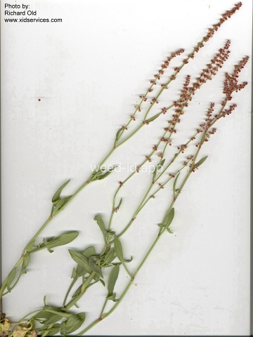 sorrel, red